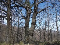 nte Cagliato-20110220 029